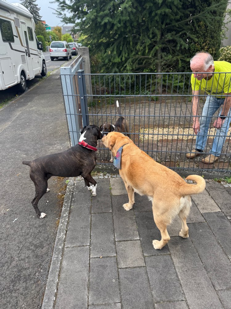 Hundetreffen-Spielen und toben 🥰-Profilbild