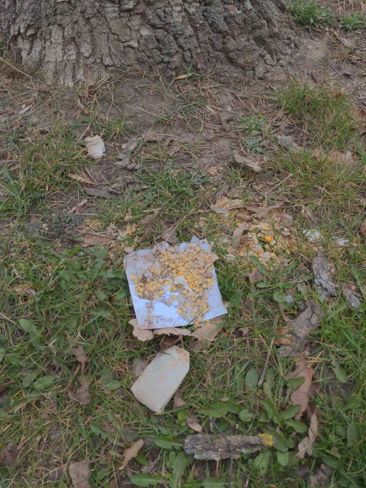 Giftköder-Linsen mit Speed/Amphetamin am Volkspark-Profilbild