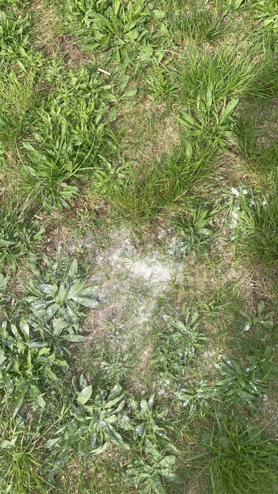 Giftköder-Weißes pulver-Profilbild