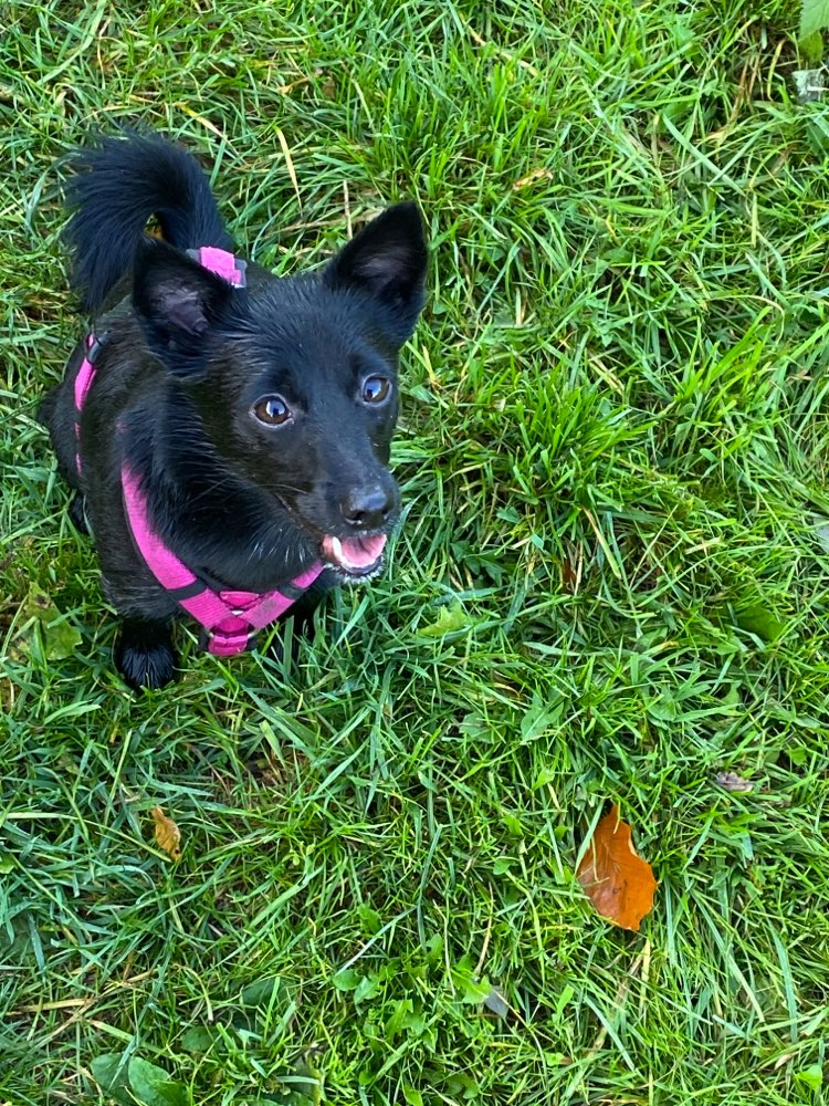 Hundetreffen-Spielrunde für kleine Hunde-Profilbild