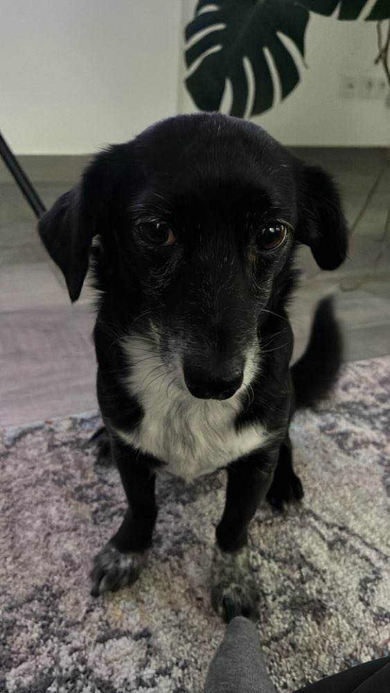 Hundetreffen-Treffen mit meiner Hündin Piko-Profilbild