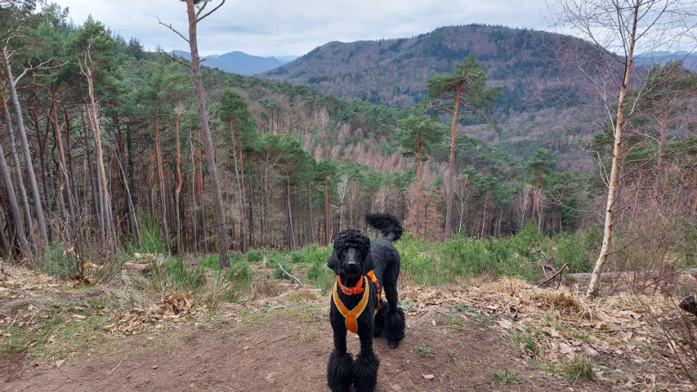 Hundetreffen-Gassirunde/Social Walk nähe Alzey-Profilbild