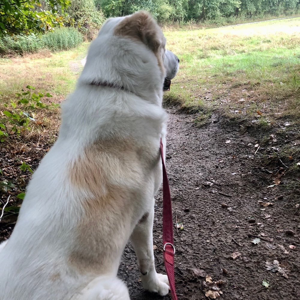 Hundetreffen-Großes toben in Fischbek-Profilbild