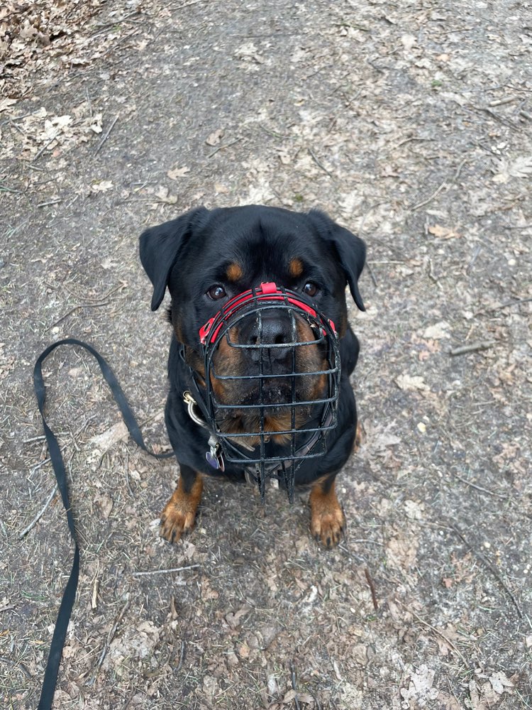 Hundetreffen-Begegnung Frontal, Mensch, Hund etc.-Profilbild