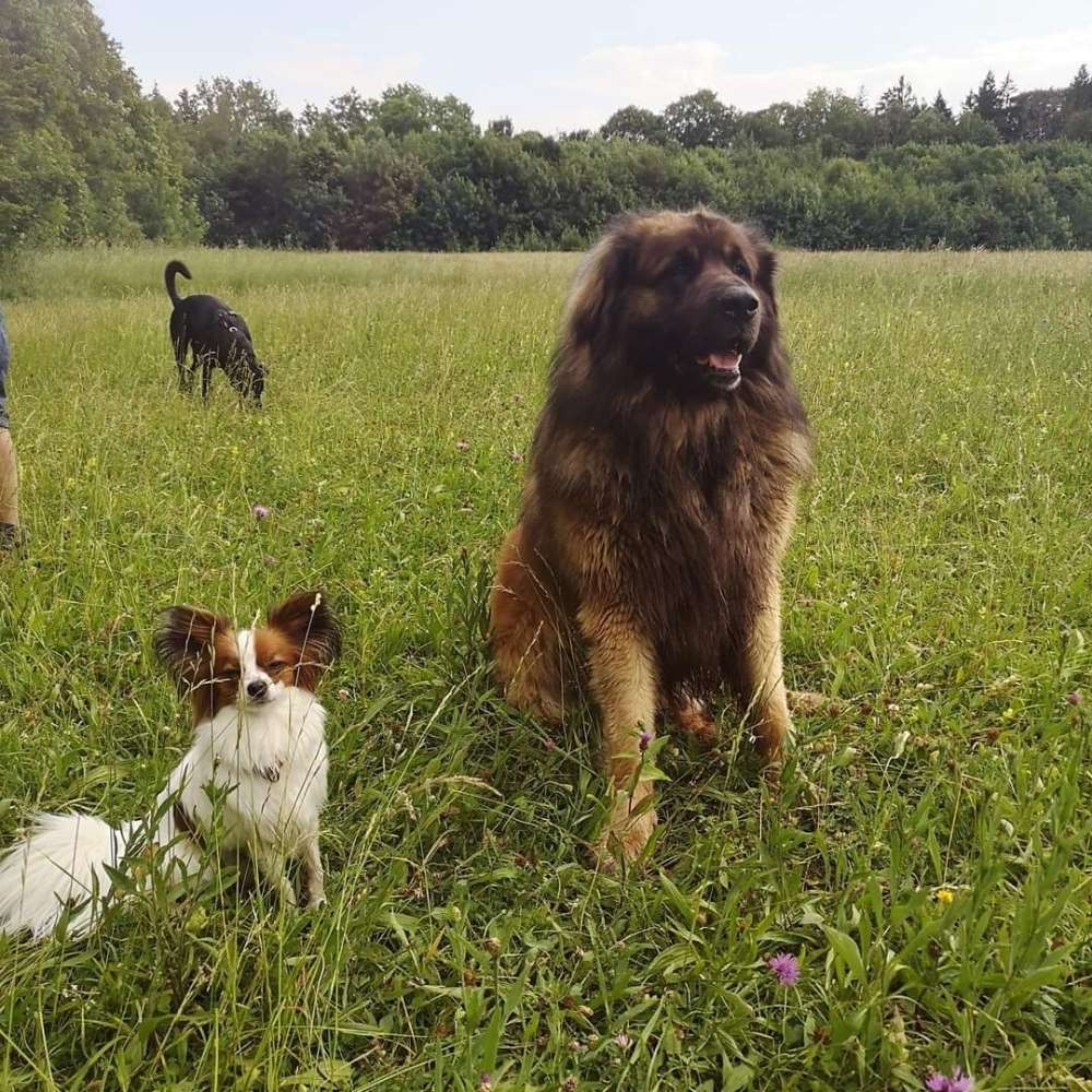 Giftköder-Aggresiver Leonberger Rüde-Profilbild