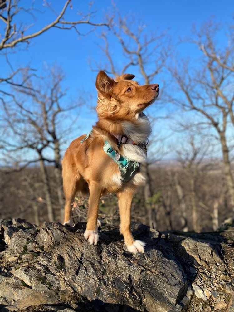 Hundetreffen-Spazieren, Wandern oder Training-Profilbild