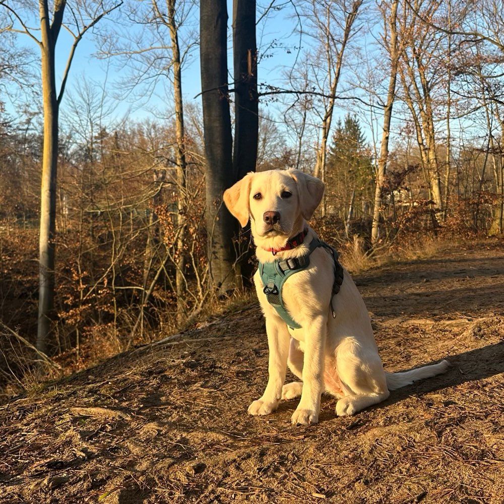 Hundetreffen-Gassirunde in Dresden Luga-Profilbild