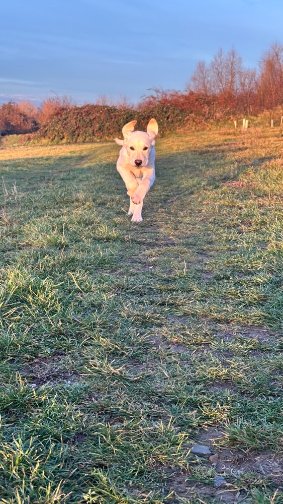 Hundetreffen-Gassirunde in Dresden Luga-Profilbild