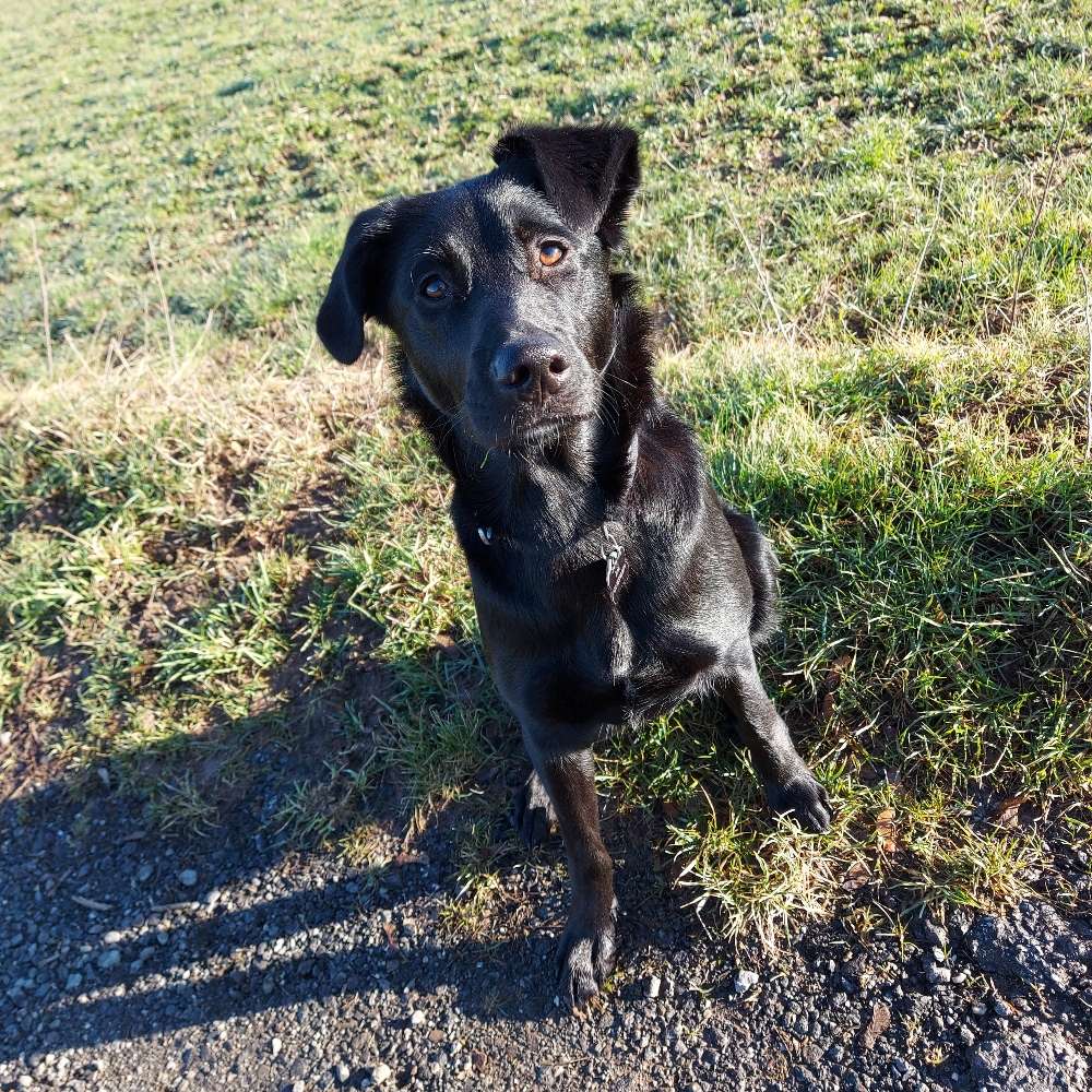 Hundetreffen-Spiel- und Gassirunde-Profilbild