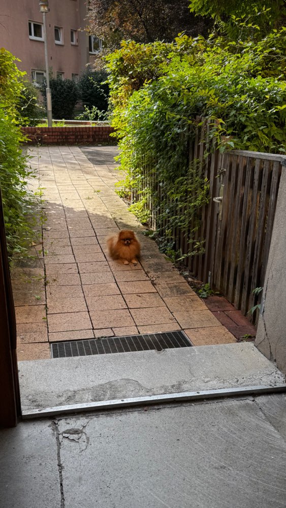 Hundetreffen-Spaziergang 🐾-Profilbild