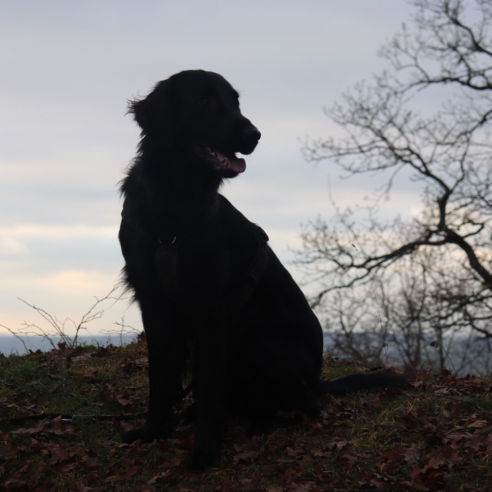 Hundetreffen-SPIELGEFÄHRTEN gesucht im näheren Umkreis-Profilbild