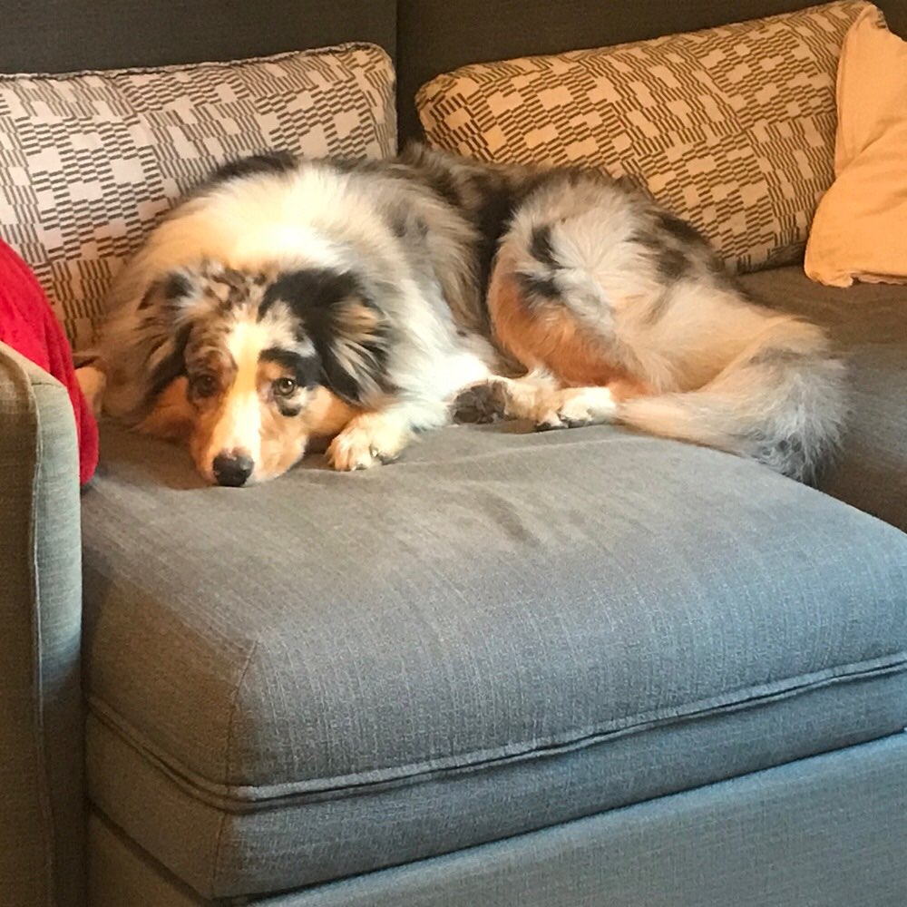 Hundetreffen-Spielpartnerin gesucht :)-Profilbild