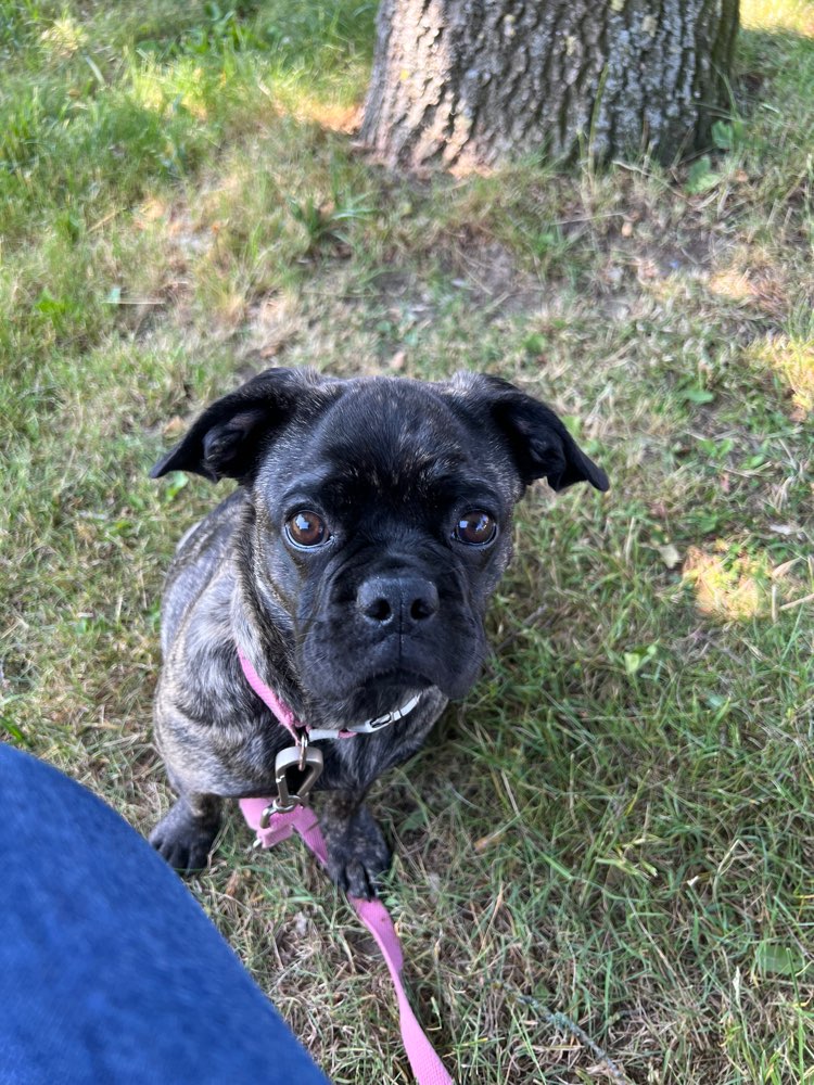 Hundetreffen-Junghundespielen-Profilbild