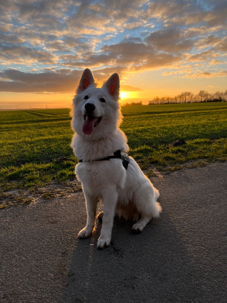 Hundetreffen-Junghundtreffen-Profilbild