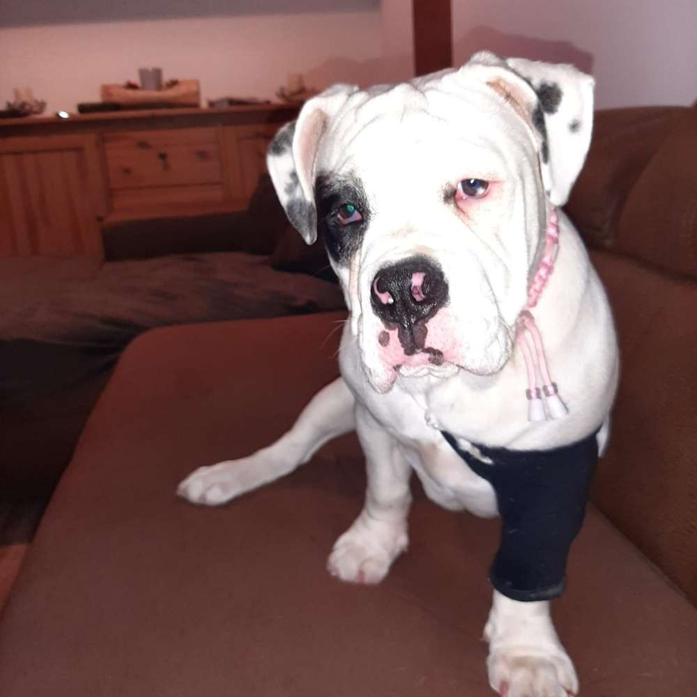 Hundetreffen-Spielfreunde/Gassitreffen-Profilbild