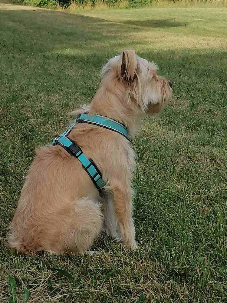 Hundetreffen-Spielen und Gassirunden-Profilbild
