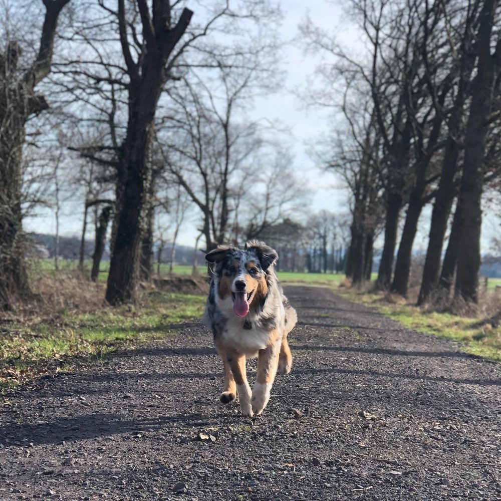 Hundetreffen-Spielrunden-Profilbild