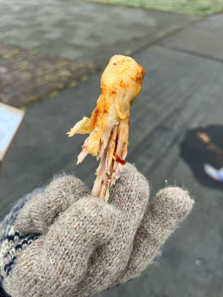 Giftköder-Erneut vermutlicher Giftköder-Profilbild