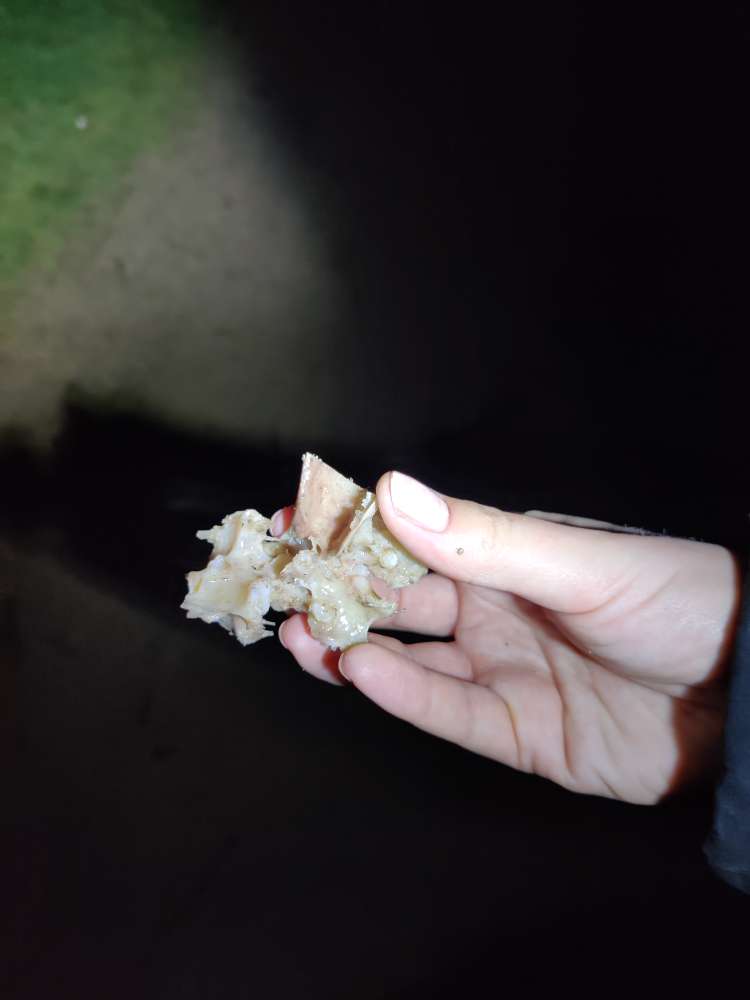 Giftköder-Knochenreste-Profilbild