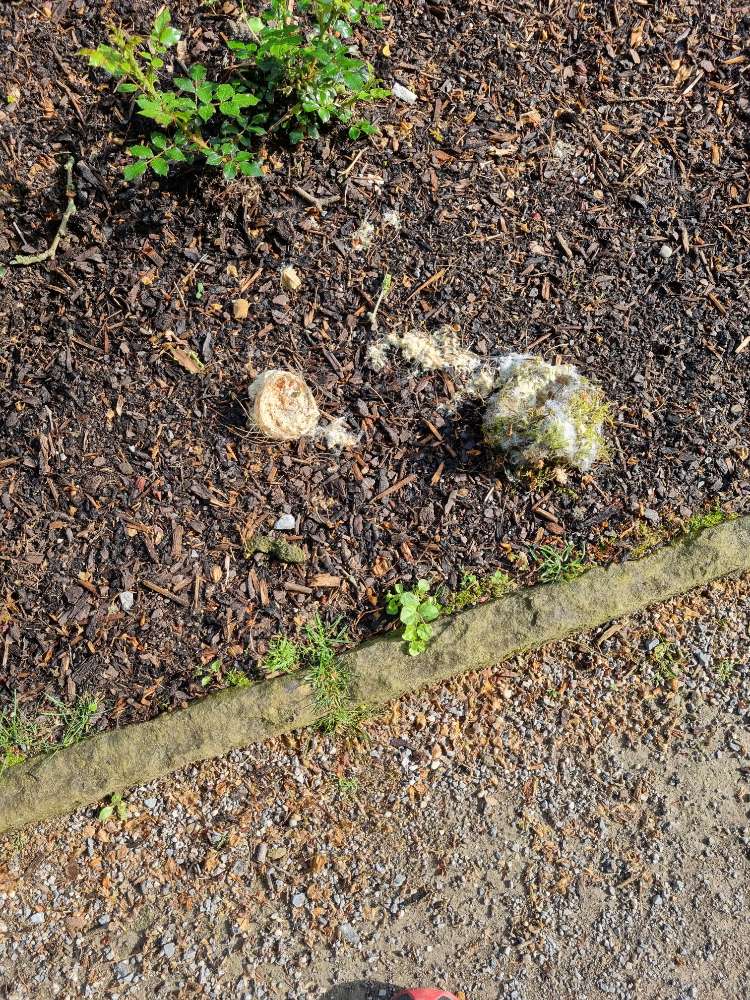 Giftköder-Giftköder-Profilbild