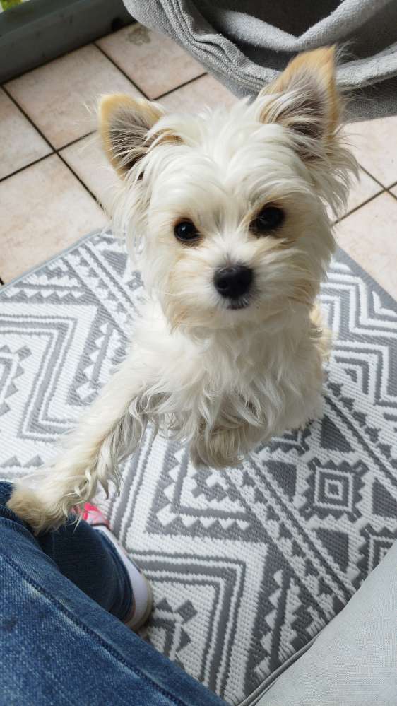Hundetreffen-Hundekumpel/in gesucht🐶-Profilbild