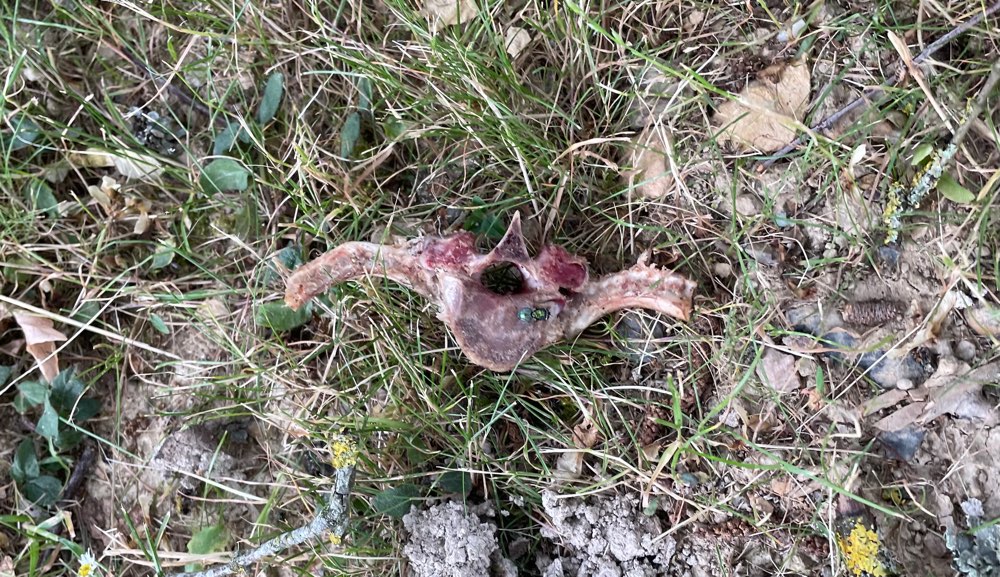 Giftköder-Knochen-Profilbild