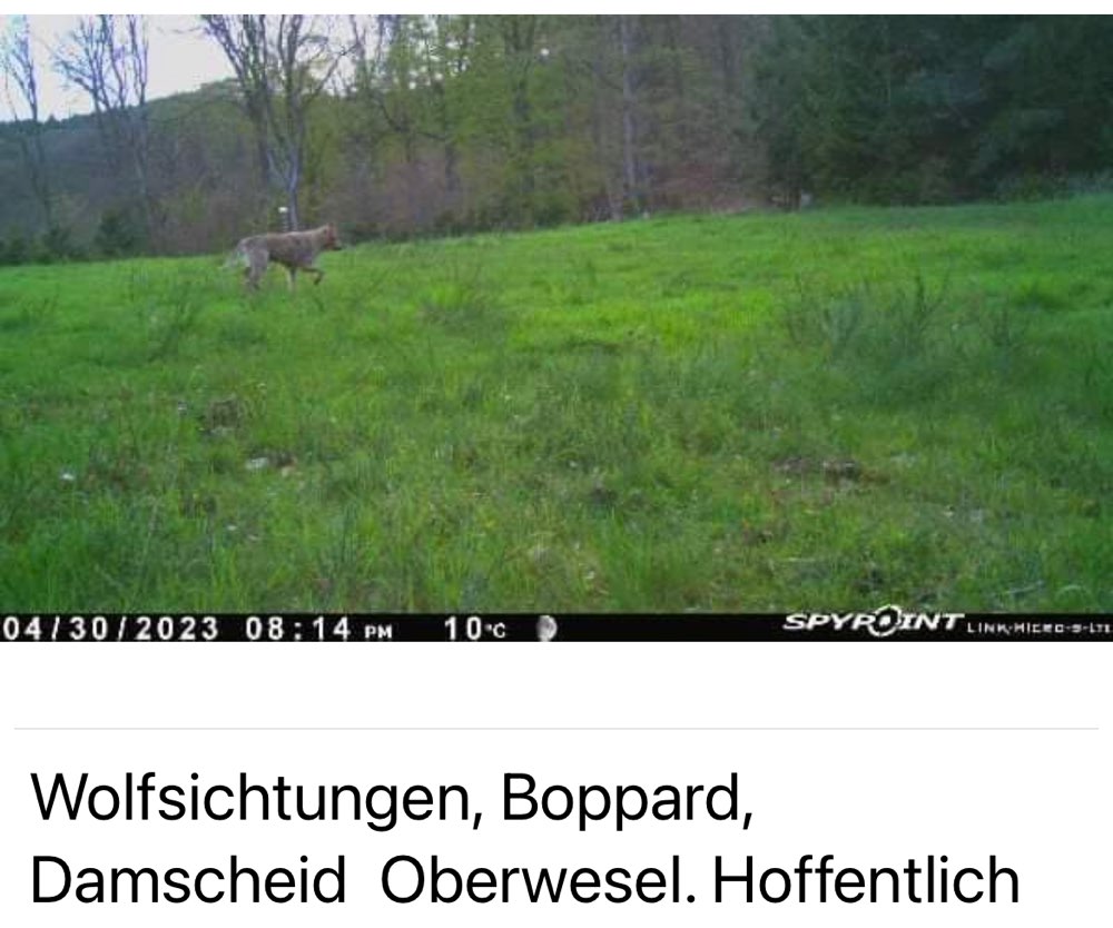 Giftköder-Wolfssichtungen-Profilbild