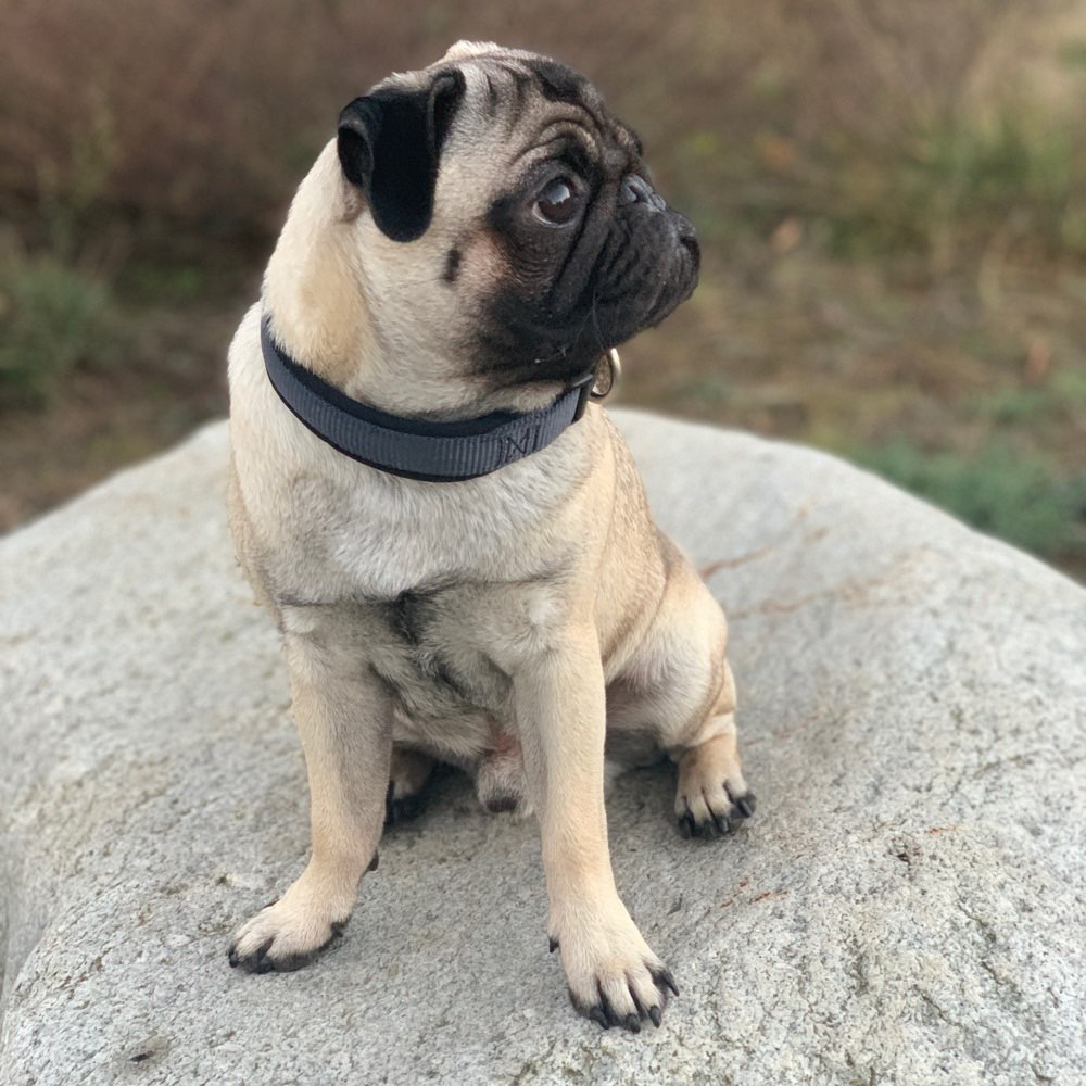 Hundetreffen-Spielfreund/ Gassi gehen-Profilbild