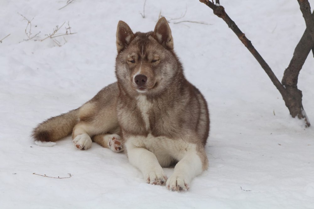 Hundetreffen-Junghundetreffen Uckerath-Profilbild