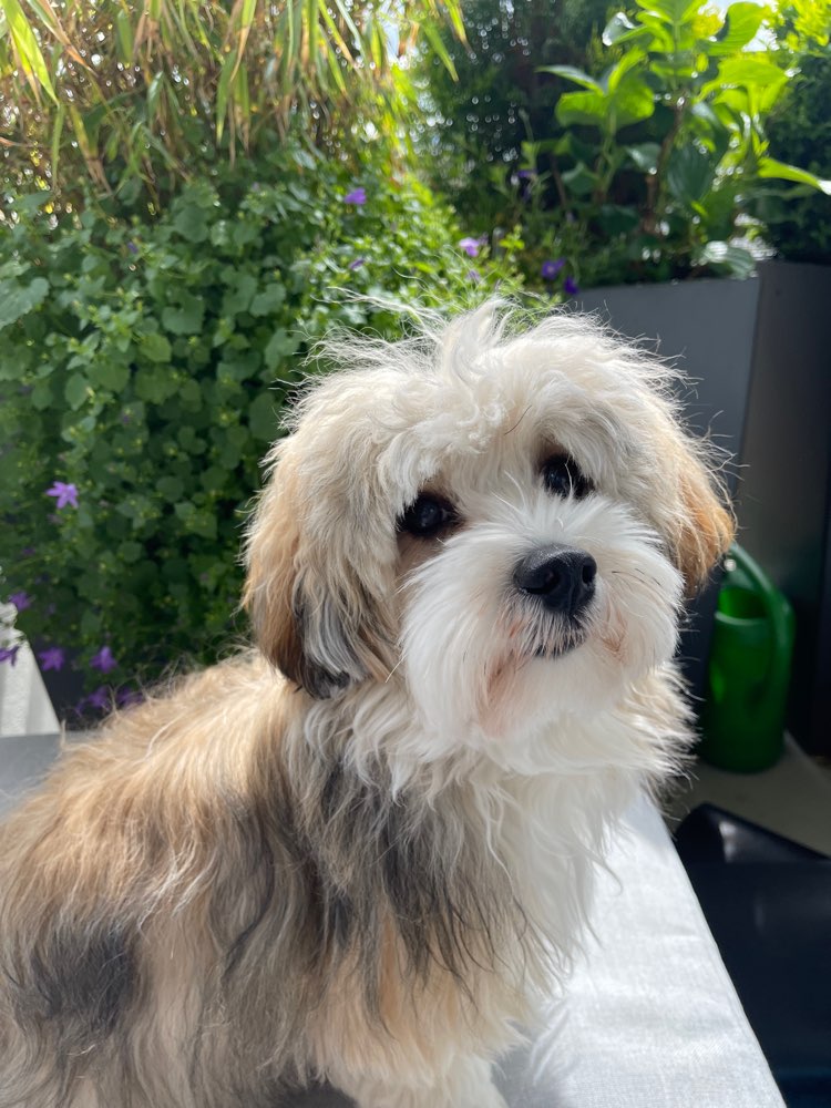 Hundetreffen-Gassirunde / Spieltreffen-Profilbild