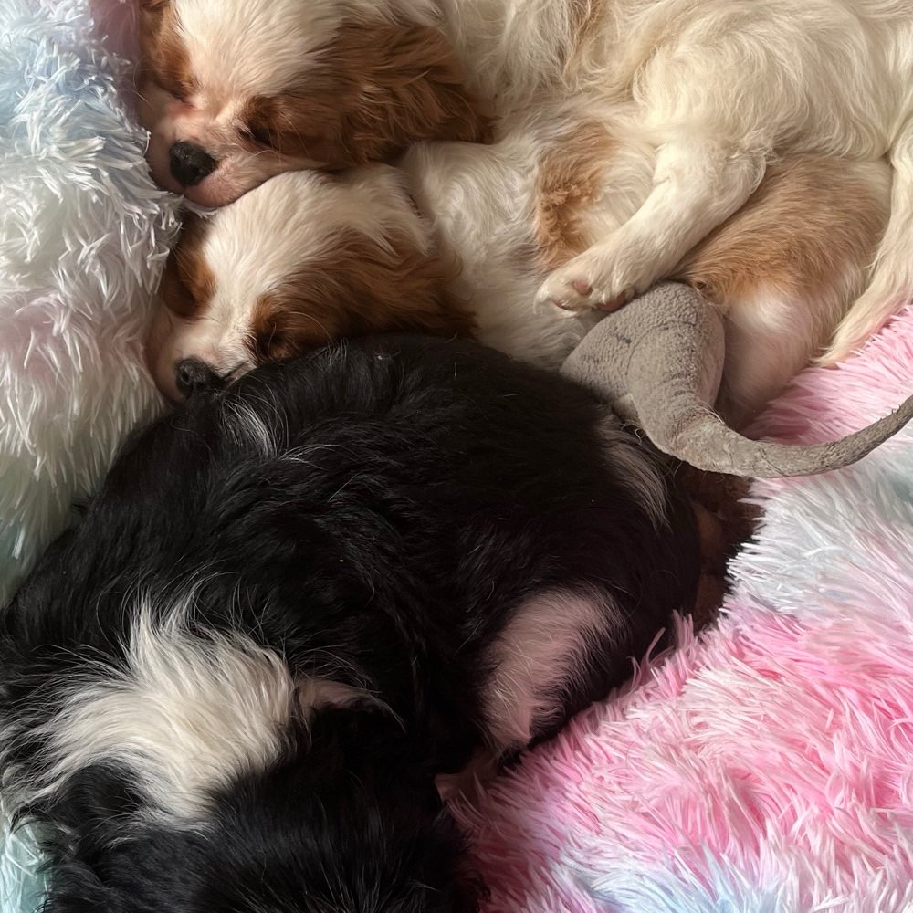 Hundetreffen-Welpentreffen-Profilbild