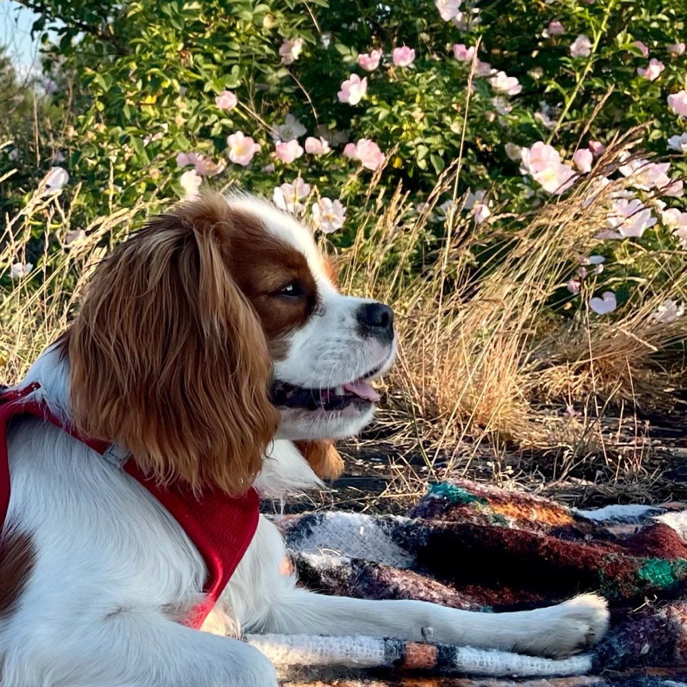 Hundetreffen-Gemeinsam Üben-Profilbild