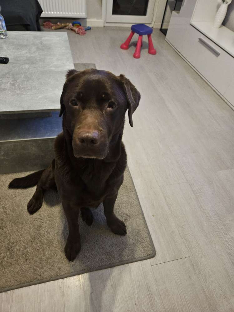 Hundetreffen-Gassirunde-Profilbild