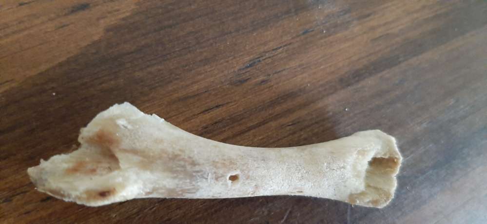 Giftköder-Hühnerknochen auf Wiese-Profilbild