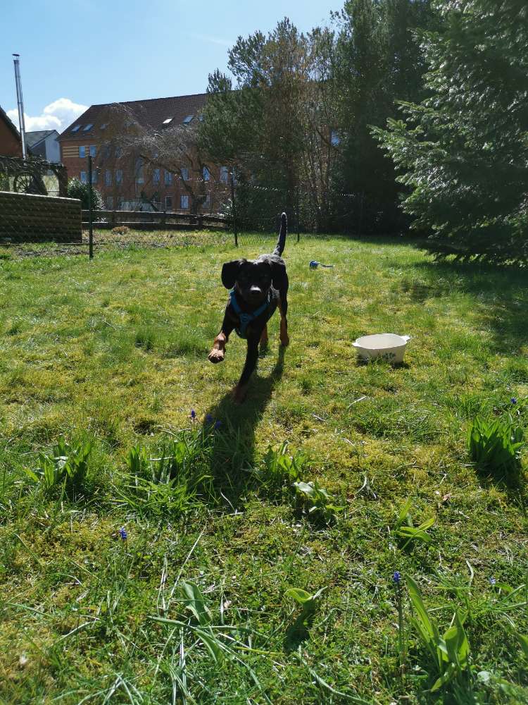 Hundetreffen-Spielkameraden-Profilbild