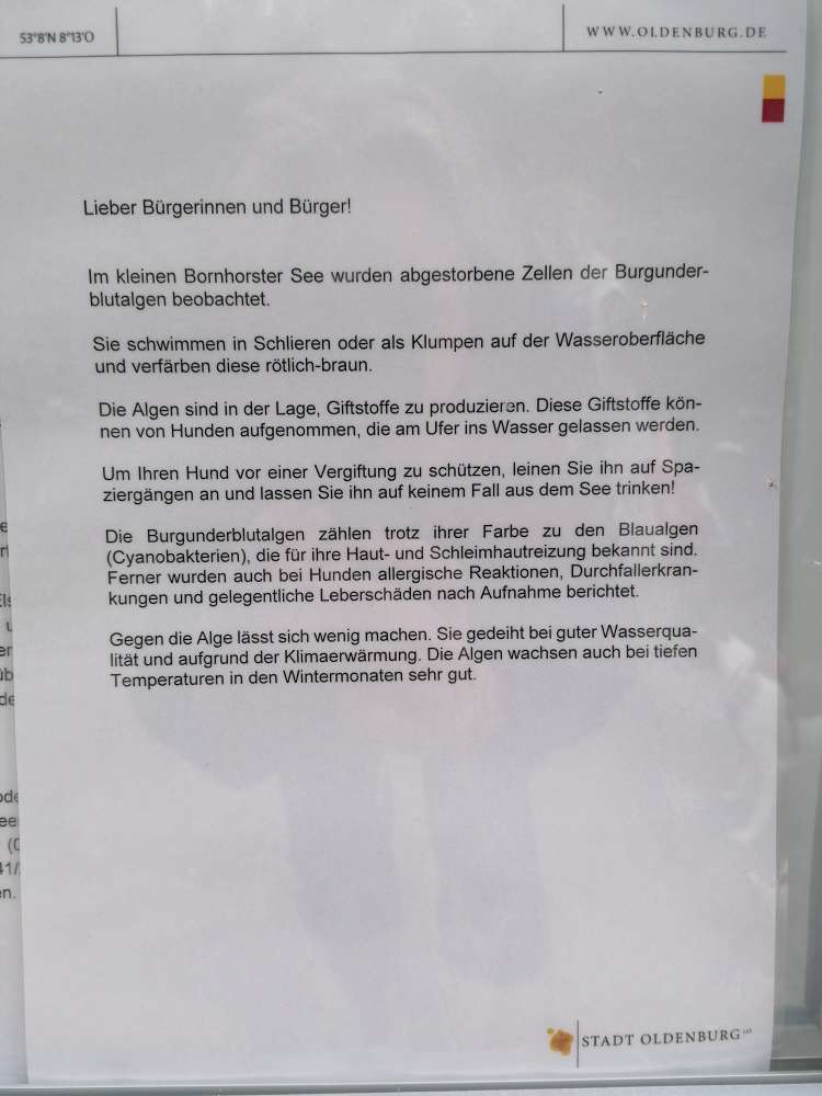 Giftköder-Burgunderblutalge-Profilbild