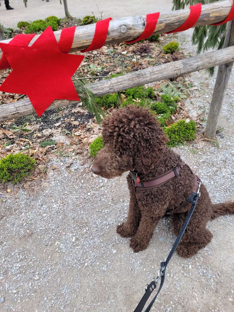 Hundetreffen-Suchen Pudel oder Pudelgruppe für unseren Königspudel 11 Monate-Profilbild