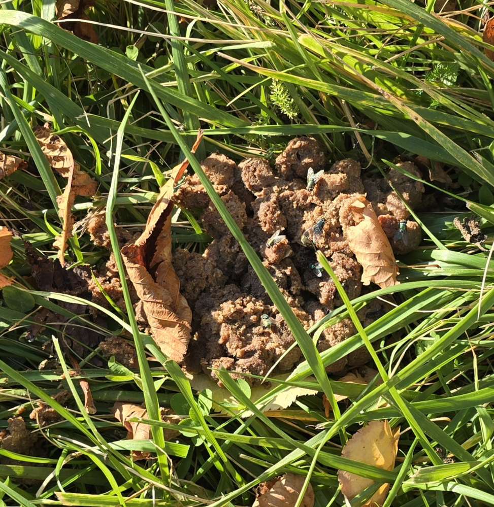 Giftköder-Eventuell Giftköder-Profilbild