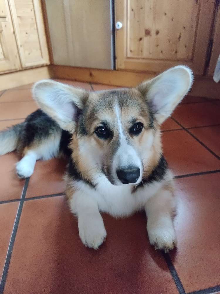 Hundetreffen-Treffen zum Spielen und Gassi gehen-Profilbild