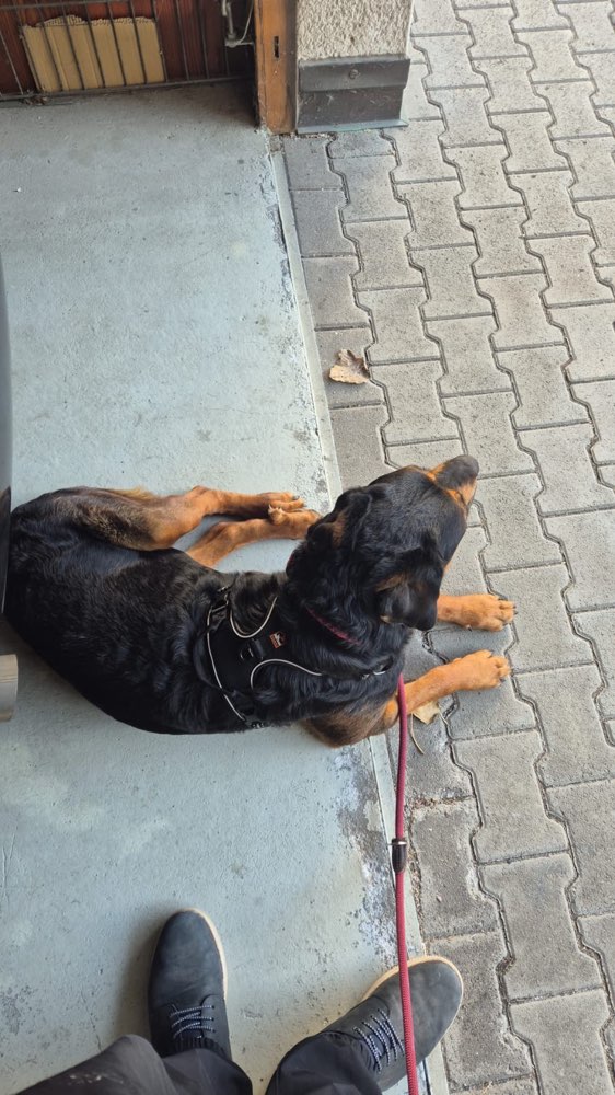 Hundetreffen-Gemeinsame Gassi Runde für große Hunde-Profilbild