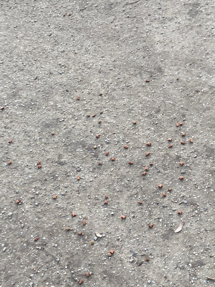 Giftköder-Ausgelegtes Hundefutter-Profilbild