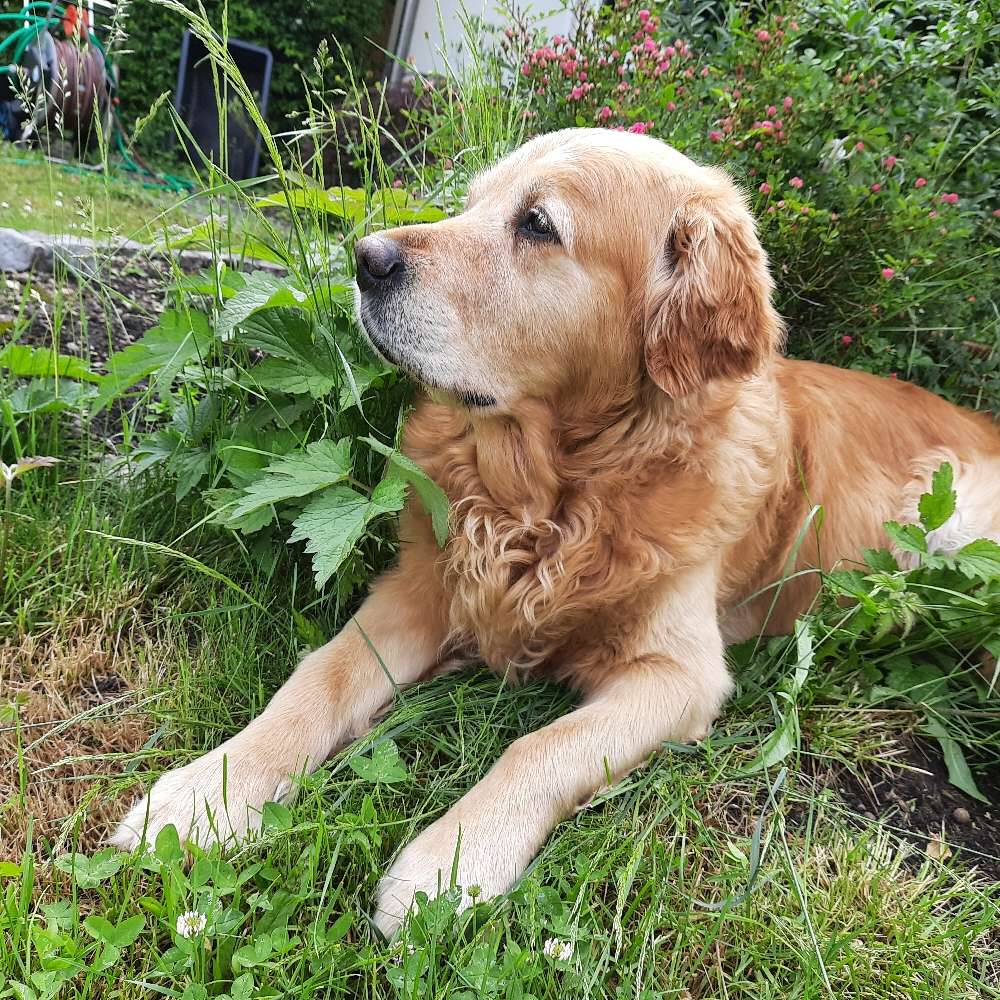 Hundetreffen-Spieltreff-Profilbild