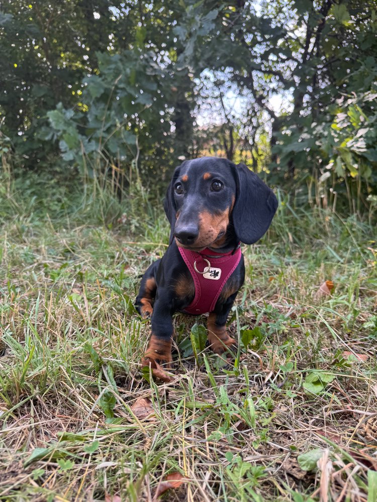 Hundetreffen-Spiel und Gassifreund in Neuaubing gesucht-Profilbild