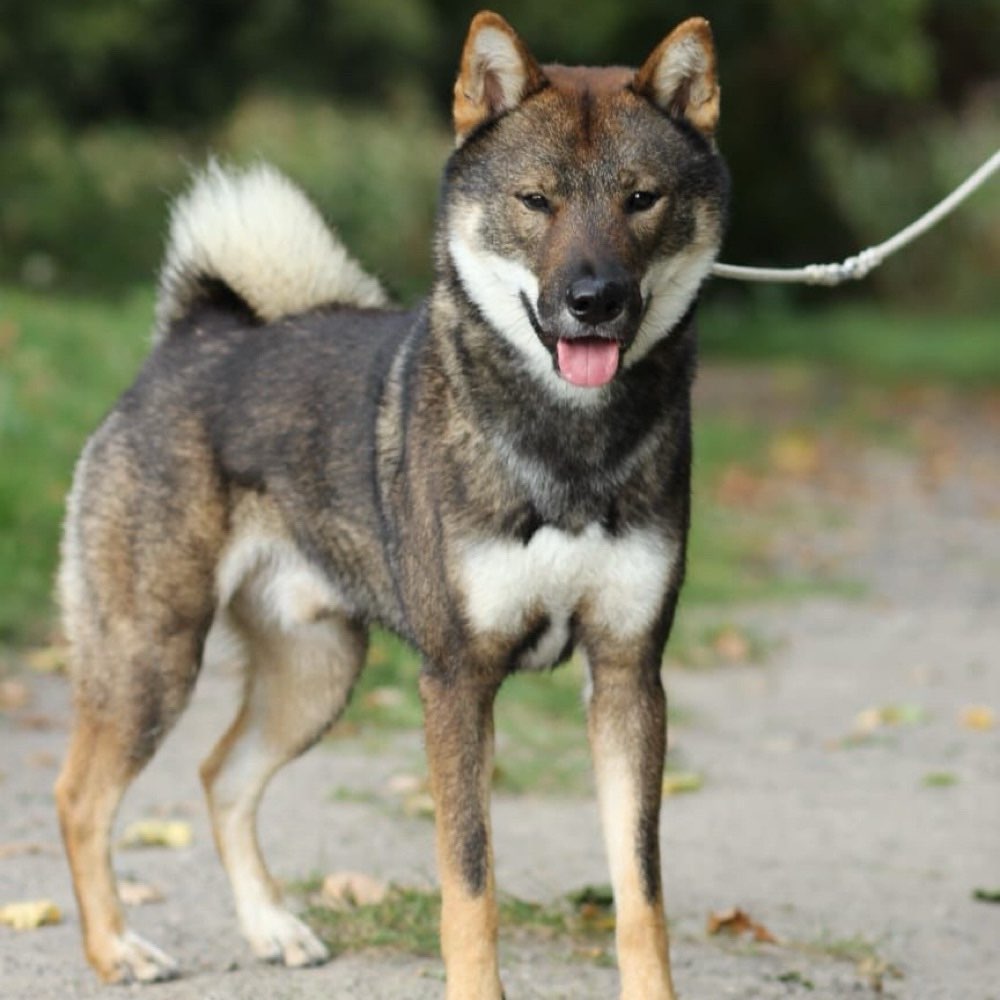 Hundetreffen-Play Dates-Profilbild