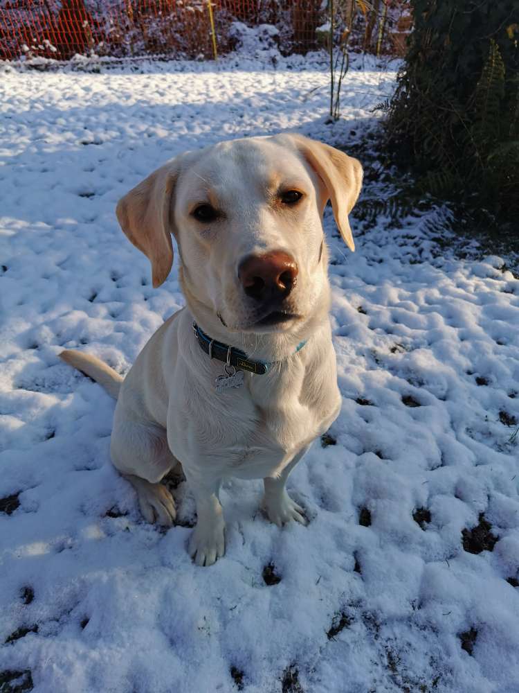 Hundetreffen-Spieltreffen-Profilbild