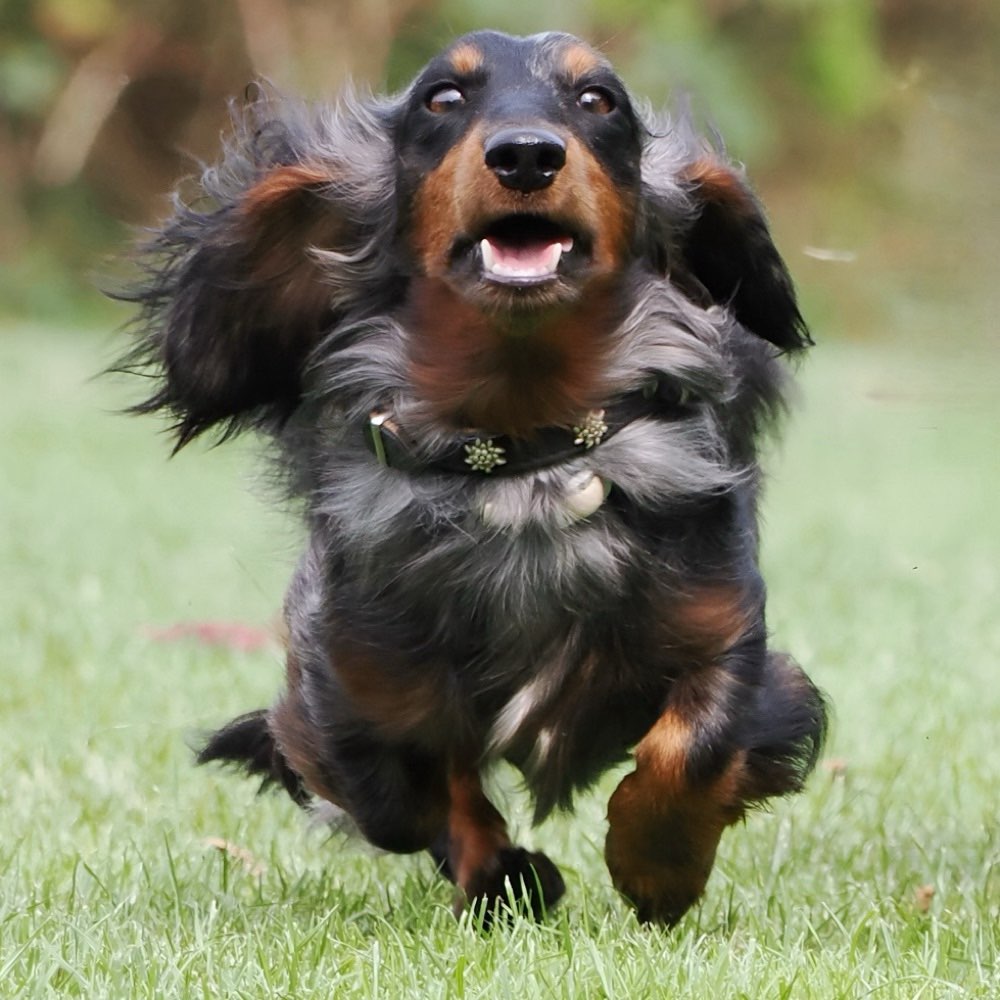 Hundetreffen-Spieltreff Nordhorn-Profilbild