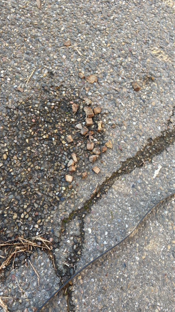 Giftköder-Fleischwürfel in Waldstrecke-Profilbild