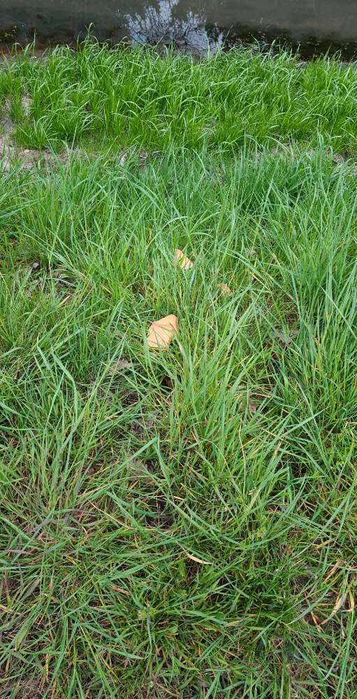 Giftköder-Eventuell Giftköder!-Profilbild