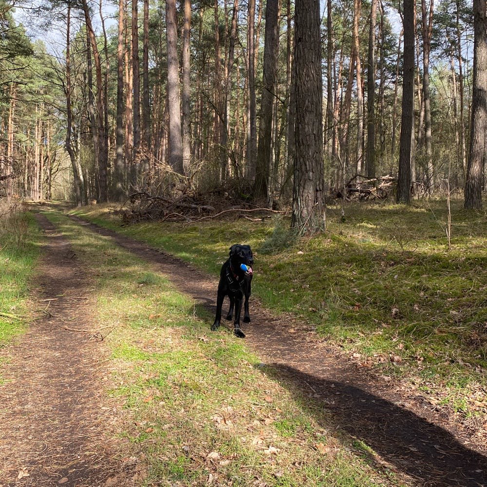 Hundetreffen-Spielrunde im Wald-Profilbild