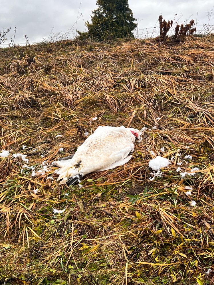 Giftköder-Toter Schwan-Profilbild